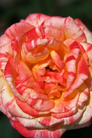 Orange Rose Display